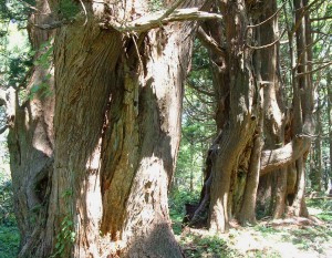 幻想の森（山の内杉）