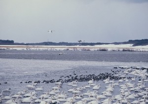 p2ハクチョウ最上川河口6186（広報）